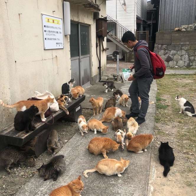 10 Potret Unik Aoshima, Pulau di Jepang yang Populasi Kucingnya Ngalahin Jumlah Warga!