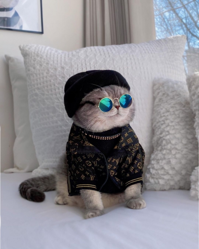 15 Potret Lucu Benson, Kucing Jalanan Gemesin yang Jadi Selebrgam Dubai Super Stylish