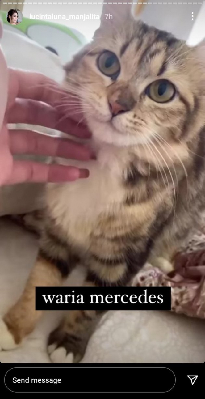 7 Potret Wari Mercedes, Kucing Lucu Lucinta Luna yang Namanya Bikin Warganet Salfok