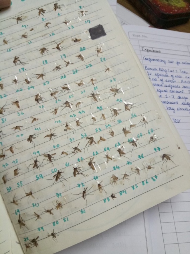 Gabut Tak Tertolong, Beberapa Netizen Ini Koleksi Nyamuk Mati Dengan Sangat Rapi