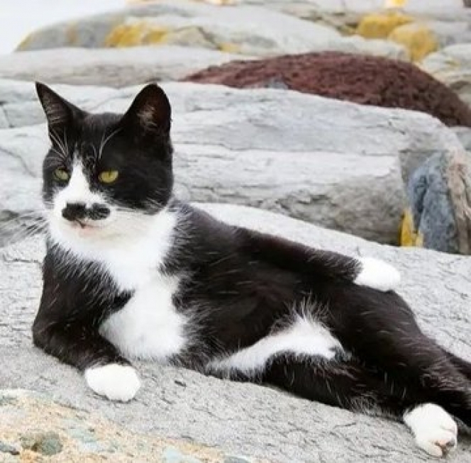 10 Potret Kelakuan Kucing Ini Gemesin Banget, Ada yang Santai Kayak di Pantai