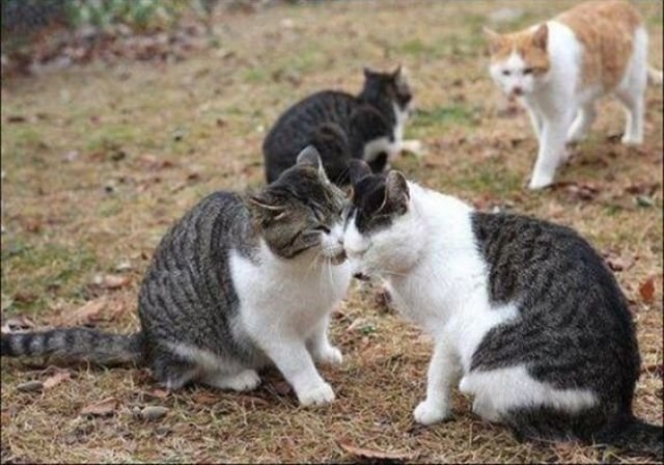 Sederet Kucing Pacaran yang Uwu Banget, Jomblo Dilarang Iri