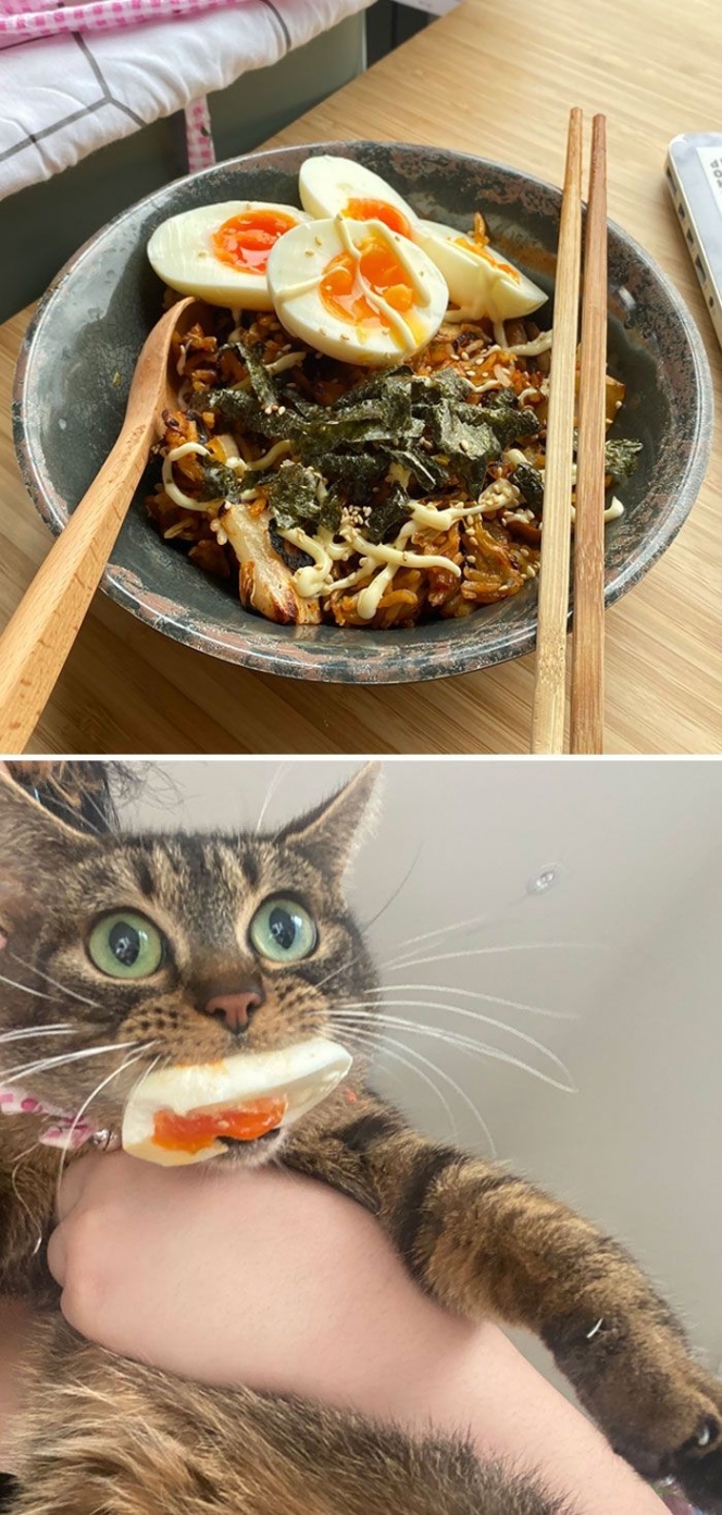 10 Usaha Kucing Rebut Makanan yang Super Kocak, Ngeselin sih Tapi Lucu Juga
