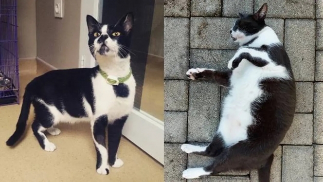 Ini 7 Potret Kucing Liar Sebelum vs Sesudah Diadopsi, Makin Glowing