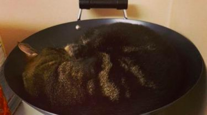Deretan Potret Kocak Kucing Waktu Asyik Bersantai di Tempat yang Gak Seharusnya