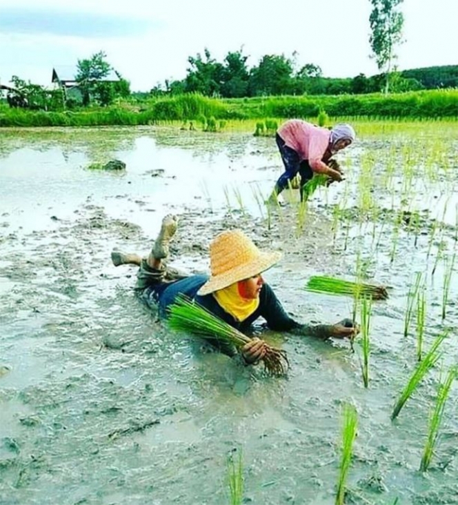 12 Aksi Kreatif Para Petani, Bukti Sah kalau Indonesia Negara Agraris