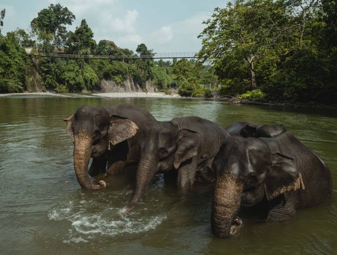 11 Potret Vila Nicholas Saputra di Pinggir Hutan Sumatera, Ada Gajahnya!