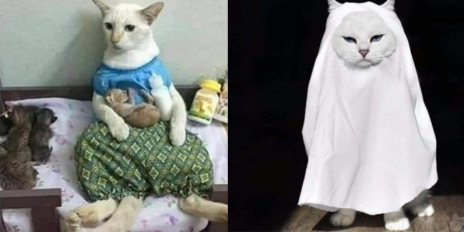 10 Tingkah Lucu Kucing saat Berpakaian, Ada yang Jadi Emak-Emak!