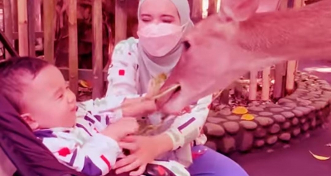 Ini Potret Keseruan Ukkasya Main ke Kebun Binatang Bali Bareng Keluarga, Gemes Banget Dicium Rusa!