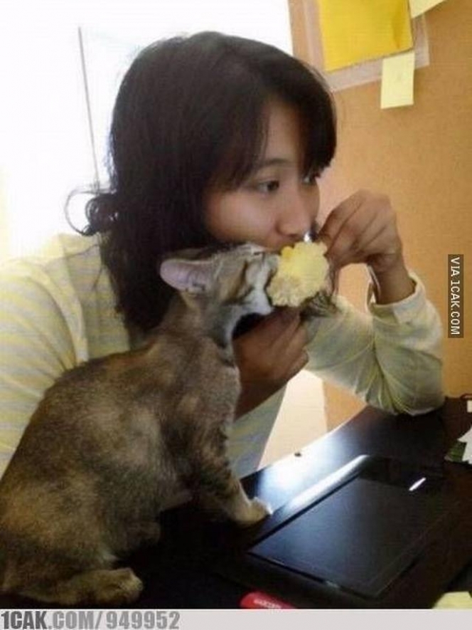 Potret Kucing Rusuh Rebut Makanan Majikan, Kelakuannya Bikin Gemes