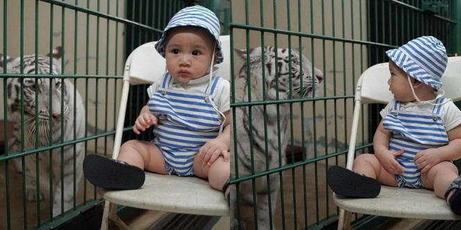 Potret Rayyanza Foto Bareng Selen Harimau Putih Milik Alshad Ahmad, Gak Nangis Justru Anteng Tatap-tatapan