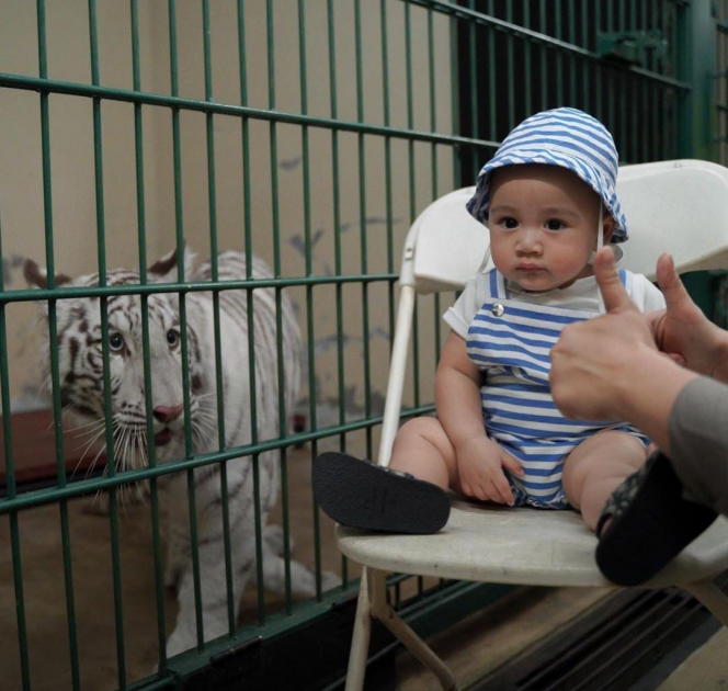 Potret Rayyanza Foto Bareng Selen Harimau Putih Milik Alshad Ahmad, Gak Nangis Justru Anteng Tatap-tatapan