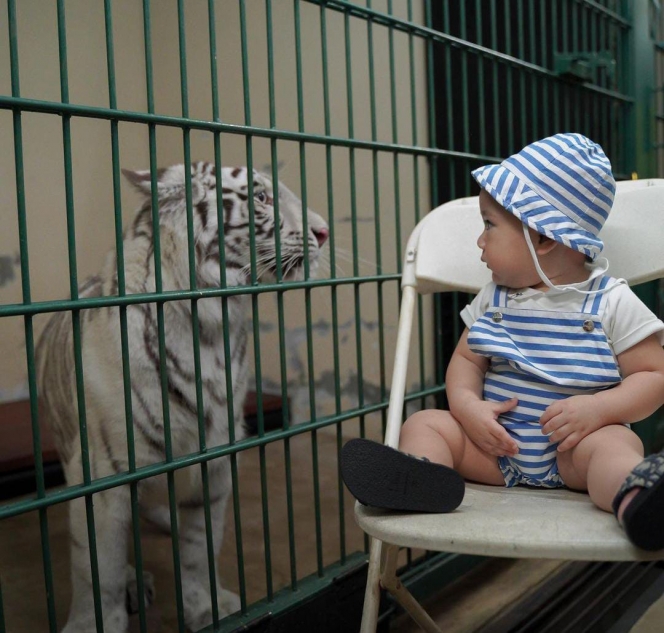 Potret Rayyanza Foto Bareng Selen Harimau Putih Milik Alshad Ahmad, Gak Nangis Justru Anteng Tatap-tatapan