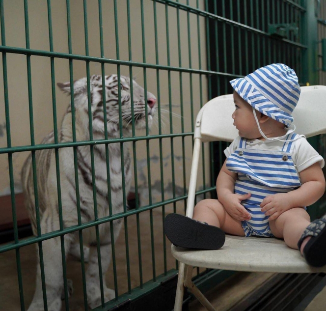 Potret Rayyanza Foto Bareng Selen Harimau Putih Milik Alshad Ahmad, Gak Nangis Justru Anteng Tatap-tatapan