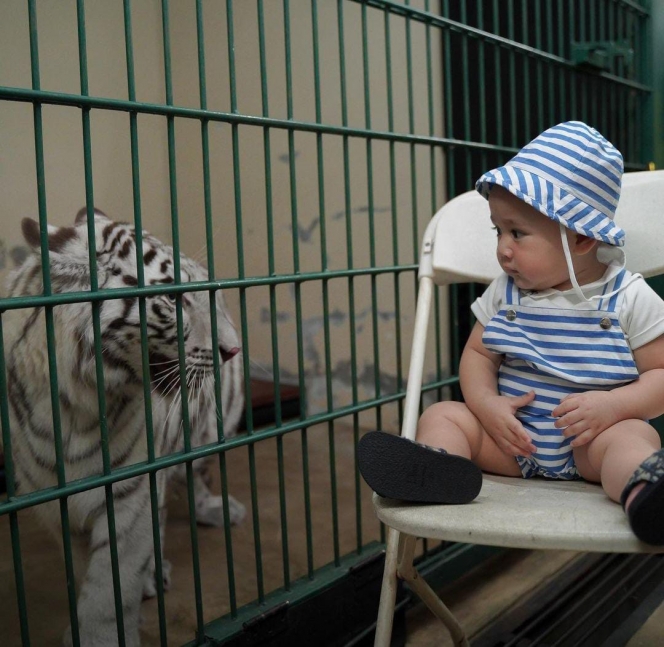 Potret Rayyanza Foto Bareng Selen Harimau Putih Milik Alshad Ahmad, Gak Nangis Justru Anteng Tatap-tatapan