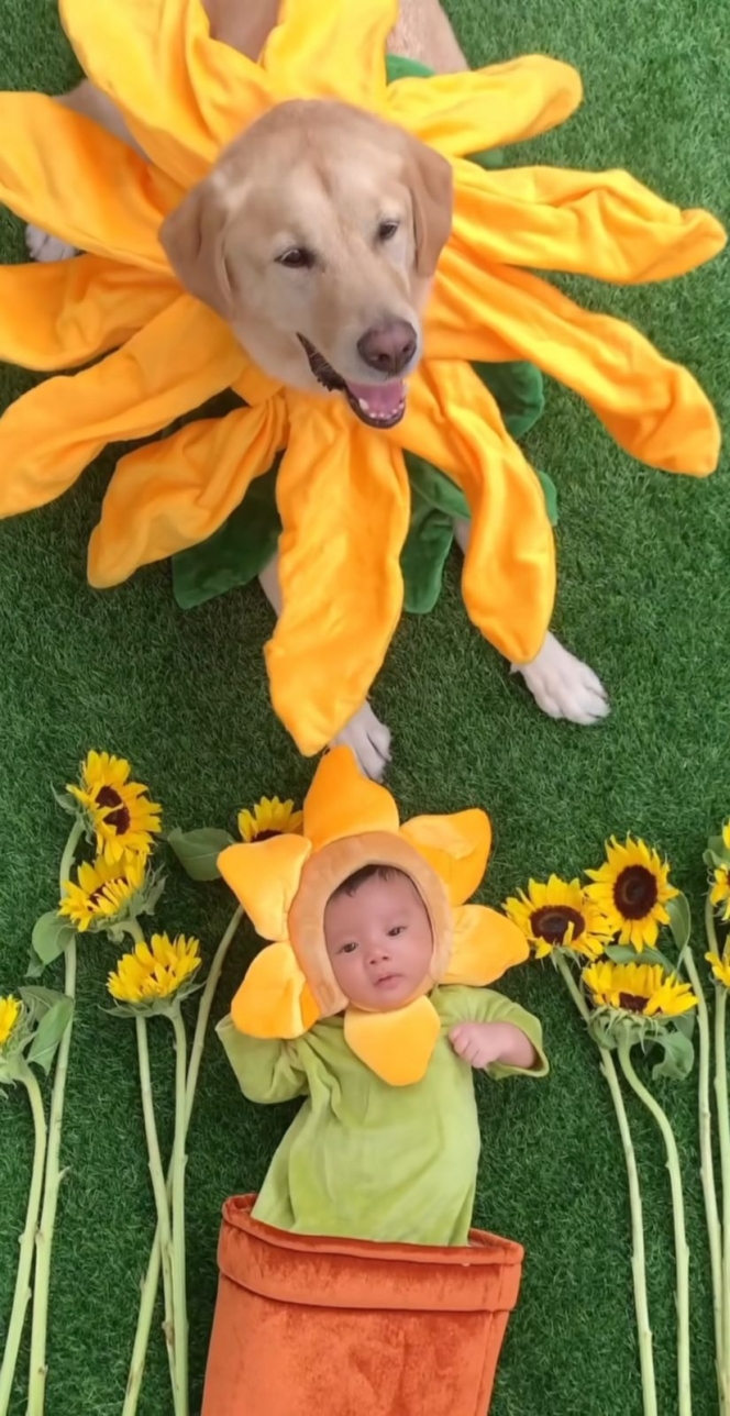 Bareng Anjing Tercinta, Ini Deretan Potret Baby Timo Anak Chef Arnold Cosplay Jadi Bunga Matahari