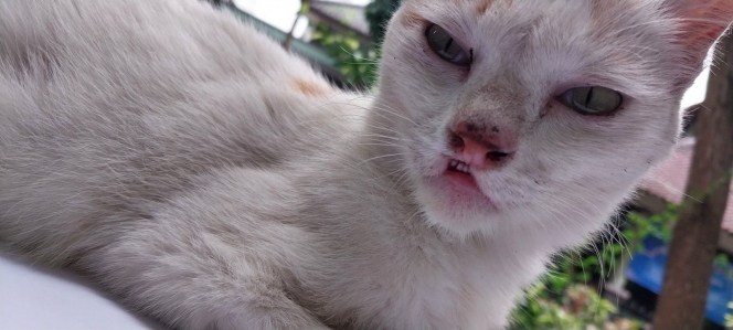 Deretan Potret Kucing Sumbing Kiriman Netizen, Kasian Tapi Bikin Gemes Juga!