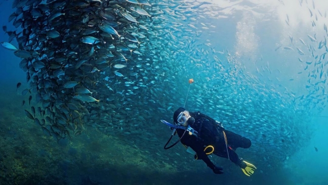 Prilly Latuconsina Nikmati Indahnya Alam Ternate dengan Diving, Perlihatkan Pemandangan Cantik Bawah Laut! 