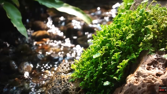 13 Foto Rainforest Garden di Rumah Raffi Ahmad, Air Terjun dan Sungai Buatan bak Cuilan Surga