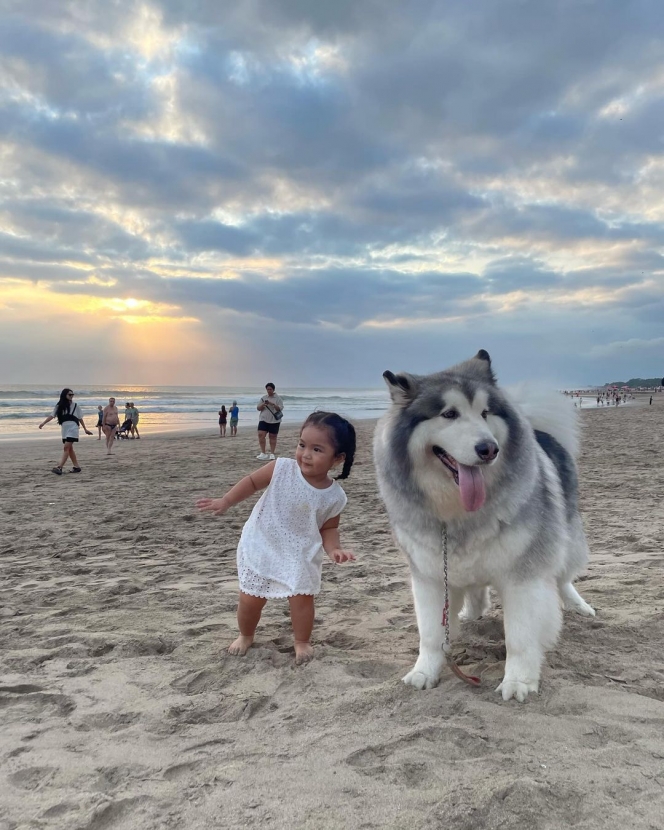 Tingkah Gemas Xarena Anak Siti Badriah saat Minta Foto bareng Anjing Besar, Ekspresinya Lucu Banget!