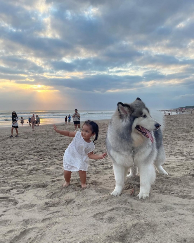 Tingkah Gemas Xarena Anak Siti Badriah saat Minta Foto bareng Anjing Besar, Ekspresinya Lucu Banget!