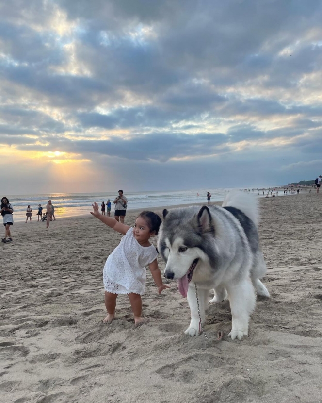 Tingkah Gemas Xarena Anak Siti Badriah saat Minta Foto bareng Anjing Besar, Ekspresinya Lucu Banget!